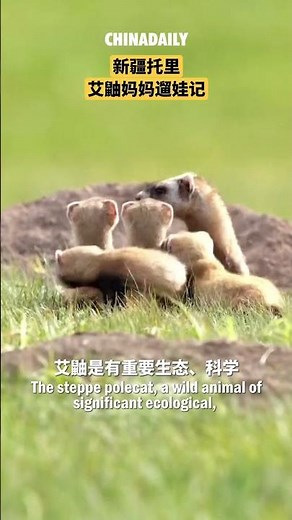 Steppe polecat family steals the show in Xinjiang mountains