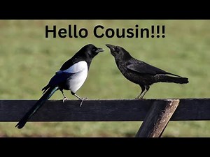 The Fascinating World of Magpies: Intelligent Birds of the Sky #magpies