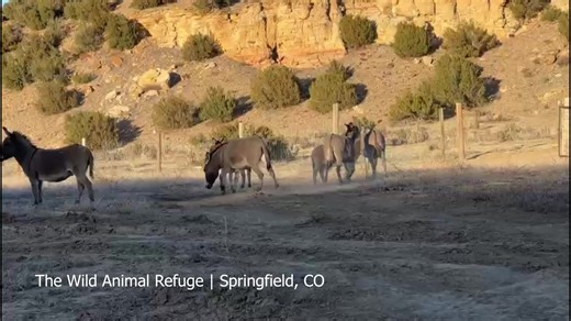 Video of The Day! Location: The Wild Anima Refuge, Springfield, CO. Happy Friday! Our band of rescued Donkeys are super excited about the warm weather! Feeling frisky is the name of the game, and they are really having fun today! It’s nice to see them enjoying their amazing home at our 10,000-acre Wild Animal Refuge near Springfield Colorado. #TheWildAnimalRefuge #WildAnimalRefuge #Colorado #DonkeyHeaven #FeelingFrisky #WildAnimalSanctuary | The Wild Animal Sanctuary