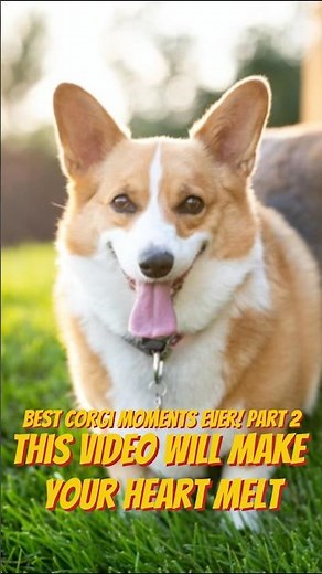Best Corgi Moments Ever! 🐶🧡 (Part 2)