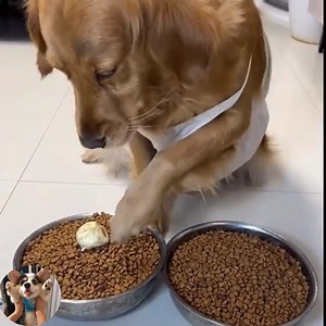 If life is too boring, raise a Golden right away 😂 | Baby Daily Life