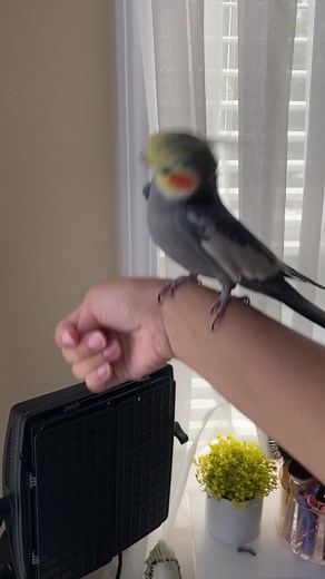 How to Make Your Cockatiel Sing | Training Techniques