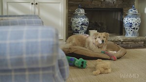 4.5K views · 60 reactions | Did you know you should wash your dog's food and water bowls daily? It's true -- they're two of the germiest things in your house. | WebMD | Facebook