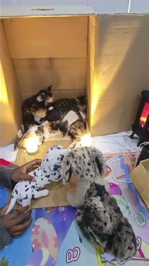 Teaching the cats #cat #cute