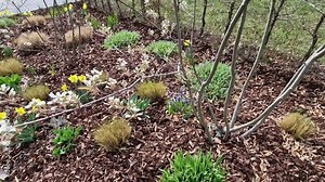 perennial beds with miniature bunches of daffodils in a bark mulched flower bed on a hill. stones and small shrubs create a sunny park scene in spring