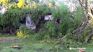 How to stay safe if trees fall on power lines near you