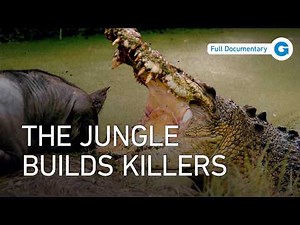 Evolution's Deadly Designs: The Weapons Animals Use to Survive | Full Documentary