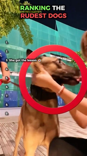 Ranking The Rudest Dogs 😂 #dogs #funny #ranking