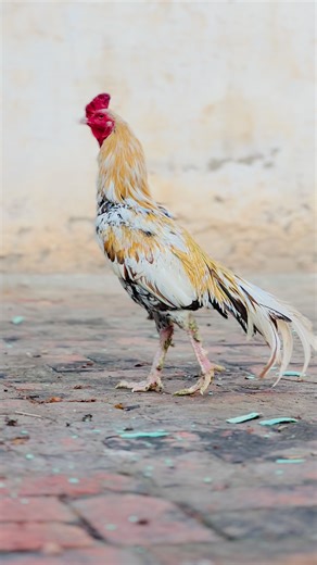 Yousafzai Fancy Birds (@yousafzai.fancy.b)’s videos with original sound - farman.aseel.kpk