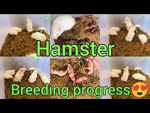 Hamster breeding || hamster breeding progress || hamster farm