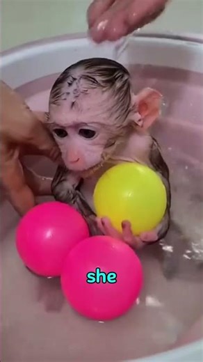 A baby monkey in a cardboard box was lucky to be rescued #monkey #animals #shorts