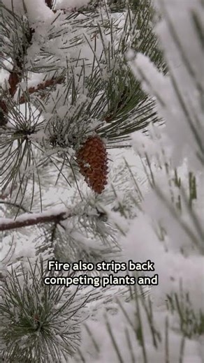 How Some Trees Regrow After Wildfires