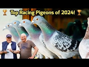 Top Racing Pigeon Winners of 2024 | National Champions Belgium