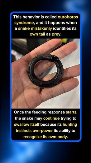 This Snake Mistook Itself for Food