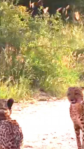 269K views · 1.5K reactions | Lioness Chasing Two Cheetah Brothers | Ruby Reid | Facebook
