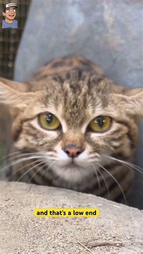 Black-Footed Cat: The 2-Pound Predator with a 60% Ki!!Rate#usa #funfacts #fyp #cat