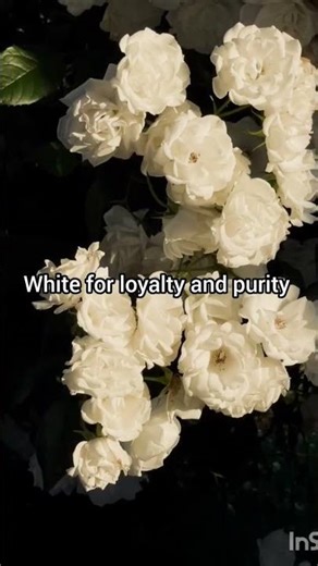 meaning of different colours of flower 🌷❤️