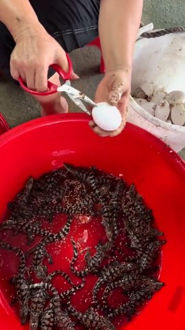 Baby crocodiles sound like laser guns. The chirps are made to communicate with their mother and the siblings in the same nest