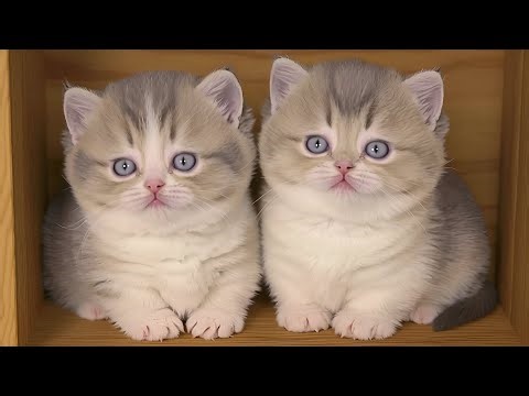 World’s Most Beautiful Cat Eyes👁👁🤎 Cute Cat Video | Beautiful Eyes Cat