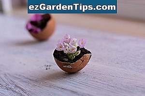 Как да компостирате с черупки от яйца 🌱 Съвети Градинари - Bg.ezGardenTips.com