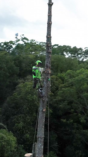 Inspiration Trees | Tree Services in Byron Bay, Australia