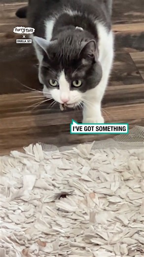Cat catches bug | Furry Tails