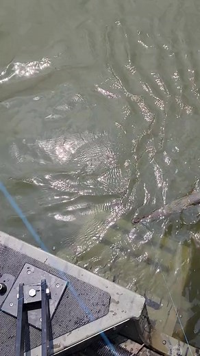 #madkatz #fypシ #nebraskatok #fishing #seaark #nebraska #river #pig #jweights #fishtock #reelsviral #reelsfb #reels | Hugo 308 | Facebook