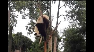 50K views · 6.7K reactions | Panda got stuck on a tree but solved the porblem. (source: afv.com/tourist-records-as-panda-scales-skinny-tree-at-zoo-and-gets-stuck-at-the-top/) #panda | The Great Panda Conspiracy | Facebook