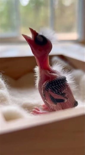 🐦 From Abandoned to Loved The Amazing Transformation of a Little Bird