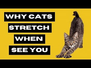 Why Cats Can't Resist Stretching When They See You