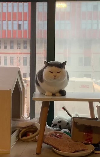 可愛い猫のあくびとブサカワシーン集
