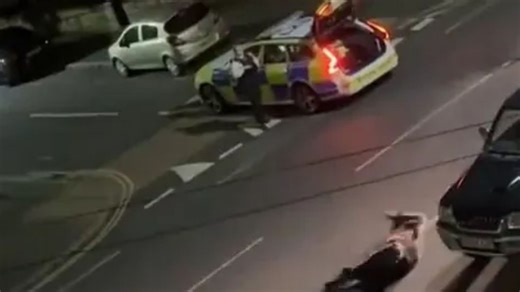 Shock moment cop car rams cow TWICE after it went on rampage through streets
