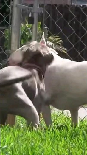 Aggressive Bull Terrier Encounters a Pitbull...watch what they do #pitbull #bullterrier