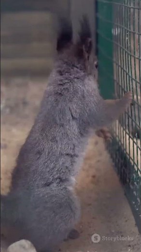 Squirrel Tail Flicks: Nature's Secret Code!