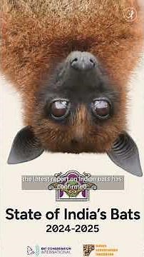 Wind turbines are killing bats