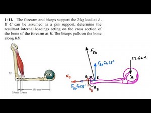Determine the resultant internal loadings acting on the cross section of the bone. Engineers Academy