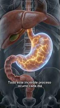 ¿Qué Ocurre Dentro De Tu Estómago?