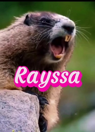 Marmota chamando 🤗 #marmotachamando #marmotagritando #marmota #chamando #gritando #nomes #rayssa #agoraemmuriae