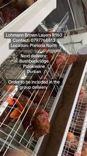 bangopoultryfarm on TikTok