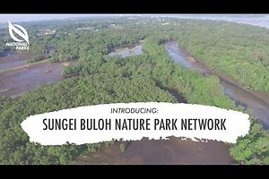 Mangroves and wetlands in the north make up Singapore’s second nature park network
