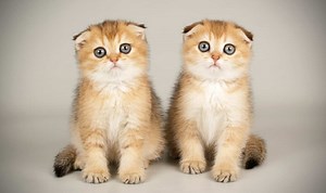 Popular Scottish Cat Names And Their Meanings