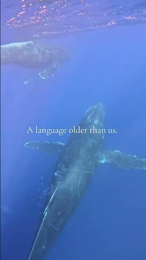 Humpback Whales Singing on Maui | Hearing Whale Songs Underwater