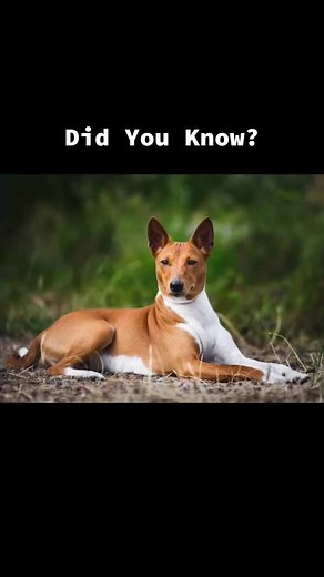 Yodeling Doggos!🐶 #dogs #funfacts #basenji #yodel