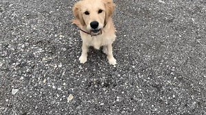 What is “expected & patterned behavior”? This is when you reward and shape a behavior, then expect it, but do not cue it. The dog in the video has two programmed behaviors. It took 2 weeks to gain the good behaviors & loose the original poor choice behaviors. 1) check in with the human, make eye contact 2) move towards the human, sit while making eye contact These two behaviors were taught by: - food rewards - verbal rewards - touch rewards They were also taught with: - ignoring poor choices - c