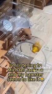 Funny Hamster Videos: Mischievous Moments and Fails