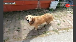 #DNA: FEEL GOOD ALERT! Pet dog runs behind ambulance carrying its owner, video goes viral | Watch | Zee News English