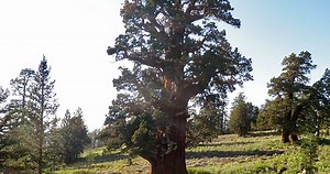 Find America's Oldest Juniper Tree in the Northern California Mountains