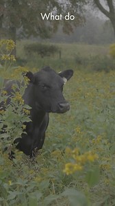 34K views · 220 reactions |  What do cattle have to do with bees?...
