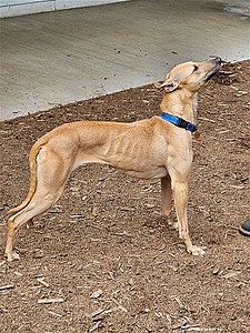 Woodinville, WA - Whippet. Meet Darcy a Pet for Adoption - AdoptaPet.com