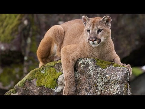 Colorado hunter fights off mountain lion with blunt pocket knife